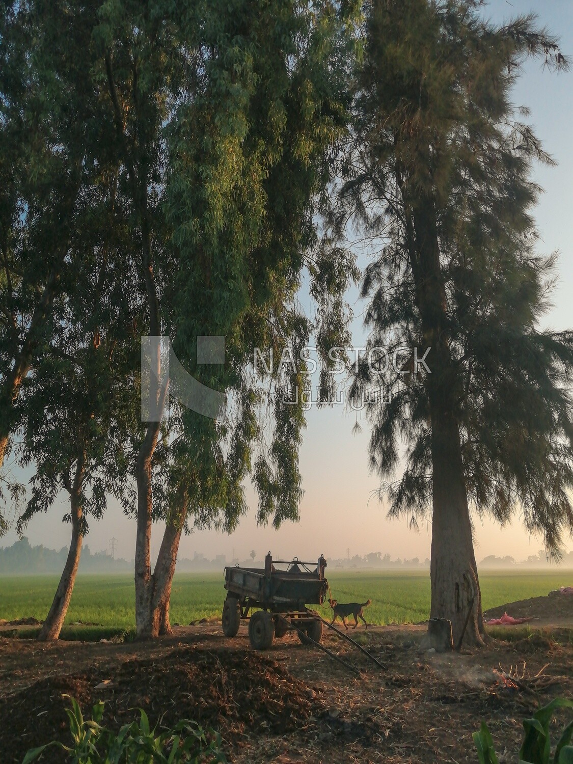 Horse cart on a field,  farm trees, and green plants, farm fields, trees and crops, farmland, a scenic landscape