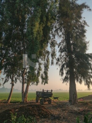 Horse cart on a field,  farm trees, and green plants, farm fields, trees and crops, farmland, a scenic landscape