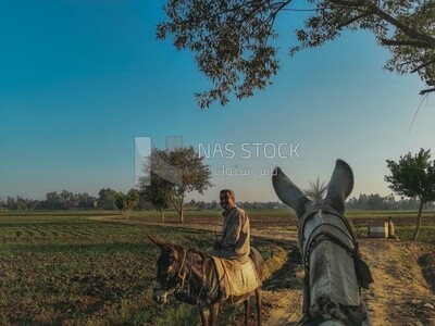 Farmer riding a donkey walks on a rural road, farm trees, and green plants, farm fields, trees and crops, farmland, a scenic landscape