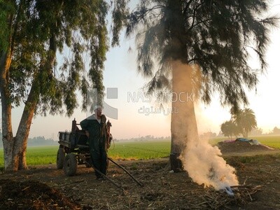 Toktok on a rural road, Egyptian rural life, farm trees, and green plants, farm fields, trees and crops, farmland, a scenic landscape