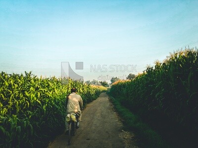 Man riding a bicycle on a rural road, egyptian rural life, farm trees, and green plants, farm fields, trees and crops, farmland, a scenic landscape