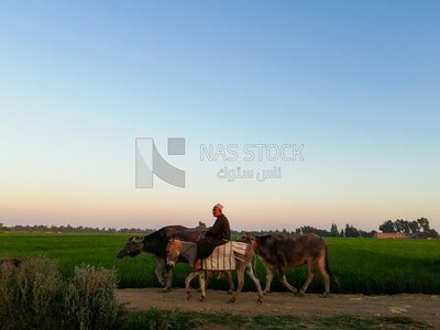 Farmer riding a donkey with cows following him walks on a rural road, farm trees, and green plants, farm fields, trees and crops, farmland, a scenic landscape