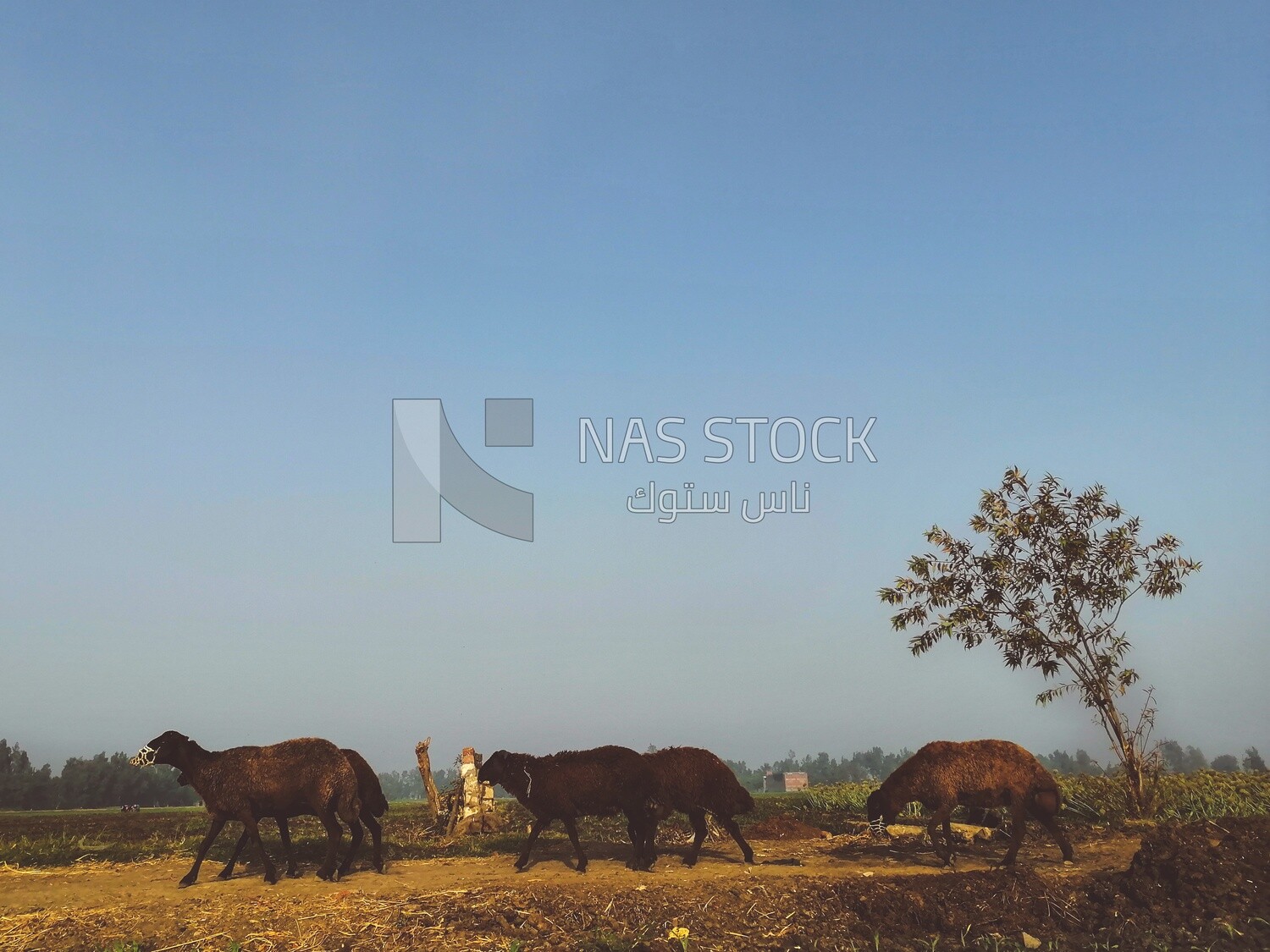 Sheeps on a field, Farmland, Egyptian rural life, farm trees, and green plants, farm fields, trees and crops, farmland, a scenic landscape