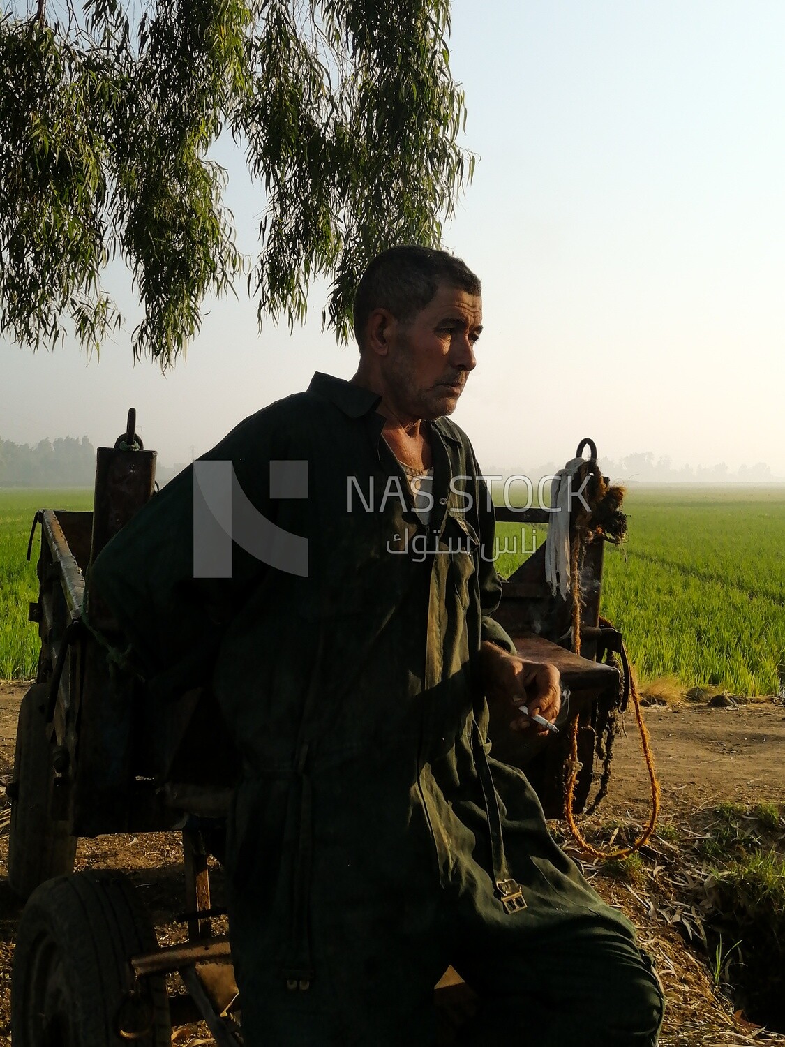 Farmer standing on a field during the sunset, farm trees, and green plants, farm fields, trees and crops, farmland, a scenic landscape