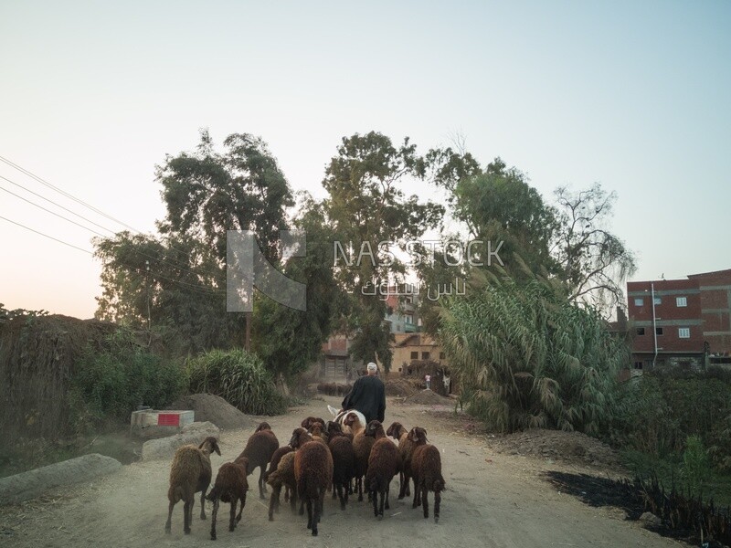 Farmer riding a donkey with sheeps following him walks on a rural road, farm trees, and green plants, farm fields, trees and crops, farmland, a scenic landscape