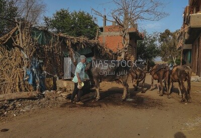 Farmer washing the cow, Farmland, rural life, farm trees, and green plants, farm fields, trees and crops, farmland, a scenic landscape