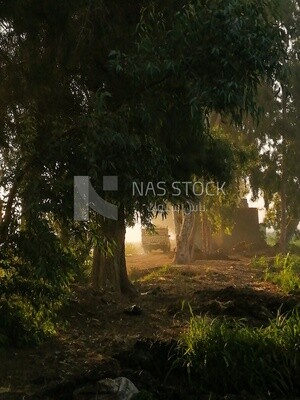 Tree on a field,  Farmland, rural life, farm trees, and green plants, farm fields, trees and crops, farmland, a scenic landscape