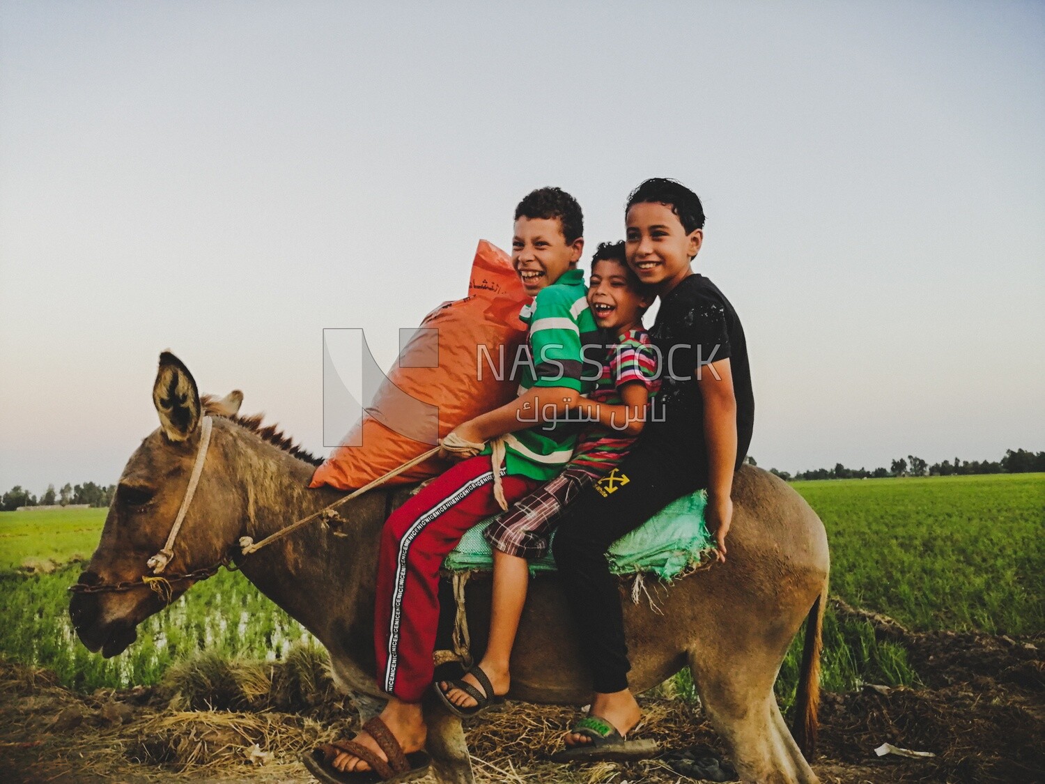 Three boys riding on a donkey in a field, farm trees, and green plants, farm fields, trees and crops, farmland, a scenic landscape