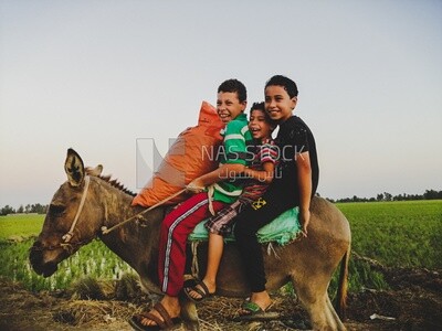 Three boys riding on a donkey in a field, farm trees, and green plants, farm fields, trees and crops, farmland, a scenic landscape
