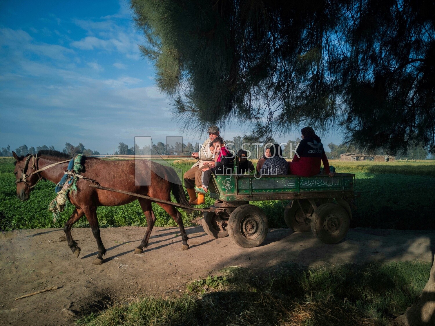 Man driving the donkey cart and people on it,  farm fields, trees and crops, farmland, a scenic landscape