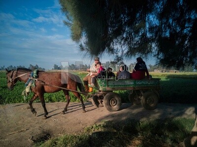 Man driving the donkey cart and people on it,  farm fields, trees and crops, farmland, a scenic landscape