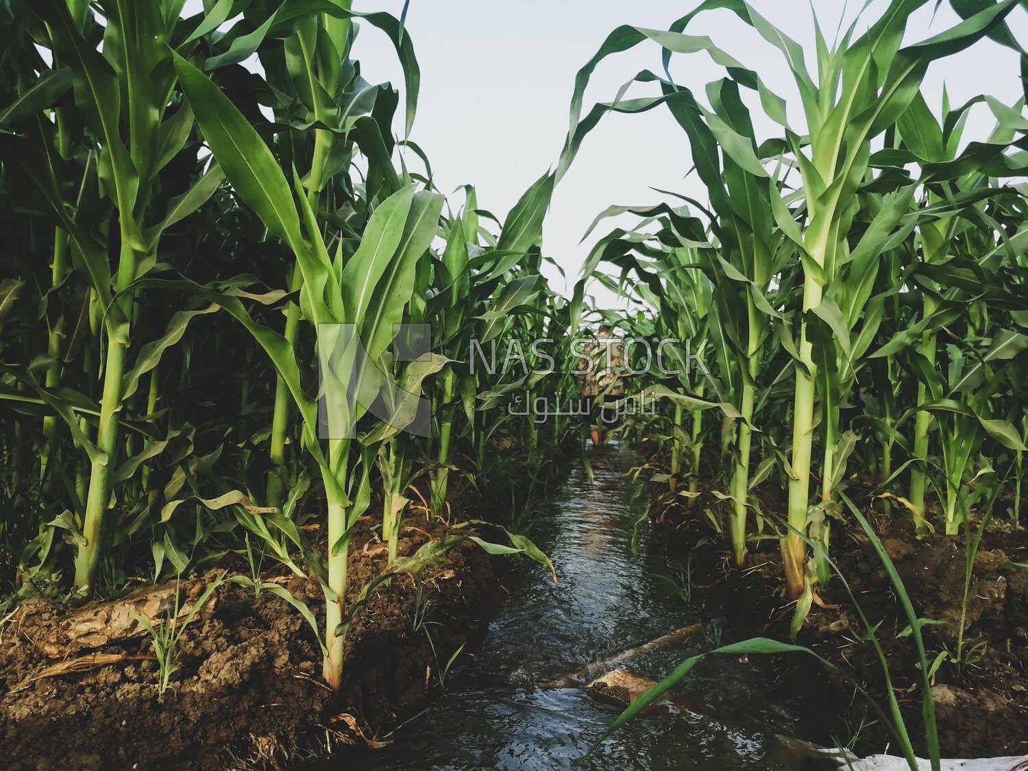 Green corn field during cultivation,  farm trees, and green plants, farm fields, trees and crops, farmland, a scenic landscape