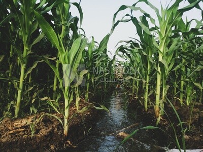 Green corn field during cultivation,  farm trees, and green plants, farm fields, trees and crops, farmland, a scenic landscape