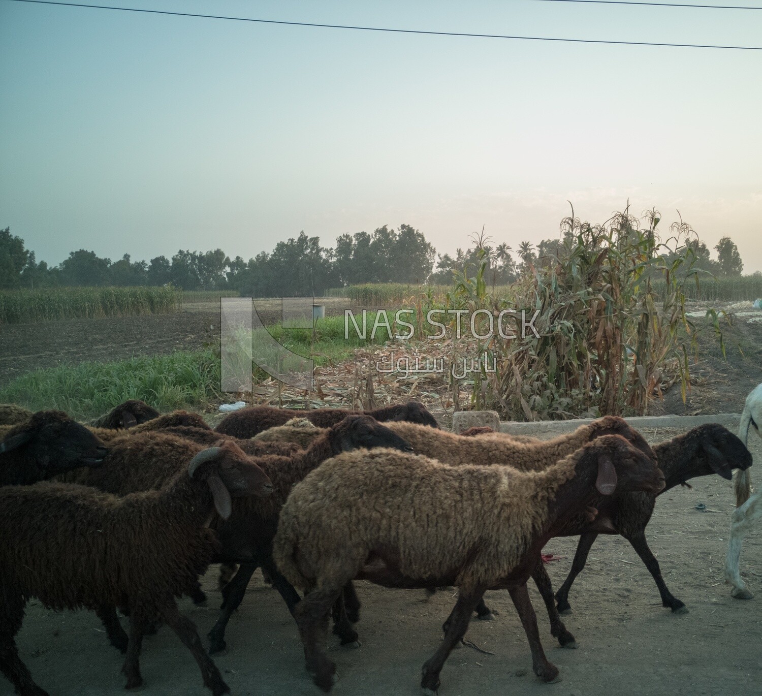 Sheeps on a field, Farmland, Egyptian rural life, farm trees, and green plants, farm fields, trees and crops, farmland, a scenic landscape
