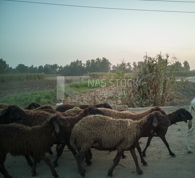 Sheeps on a field, Farmland, Egyptian rural life, farm trees, and green plants, farm fields, trees and crops, farmland, a scenic landscape