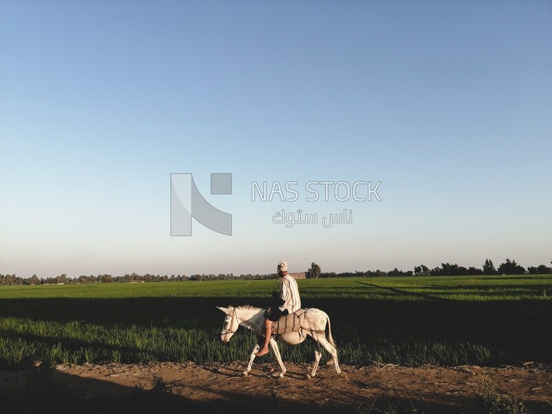 Farmer riding a donkey walks on a rural road, farm trees, and green plants, farm fields, trees and crops, farmland, a scenic landscape