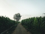 Man riding a bycicle on a rural road, egyptian rural life, farm trees, and green plants, farm fields, trees and crops, farmland, a scenic landscape