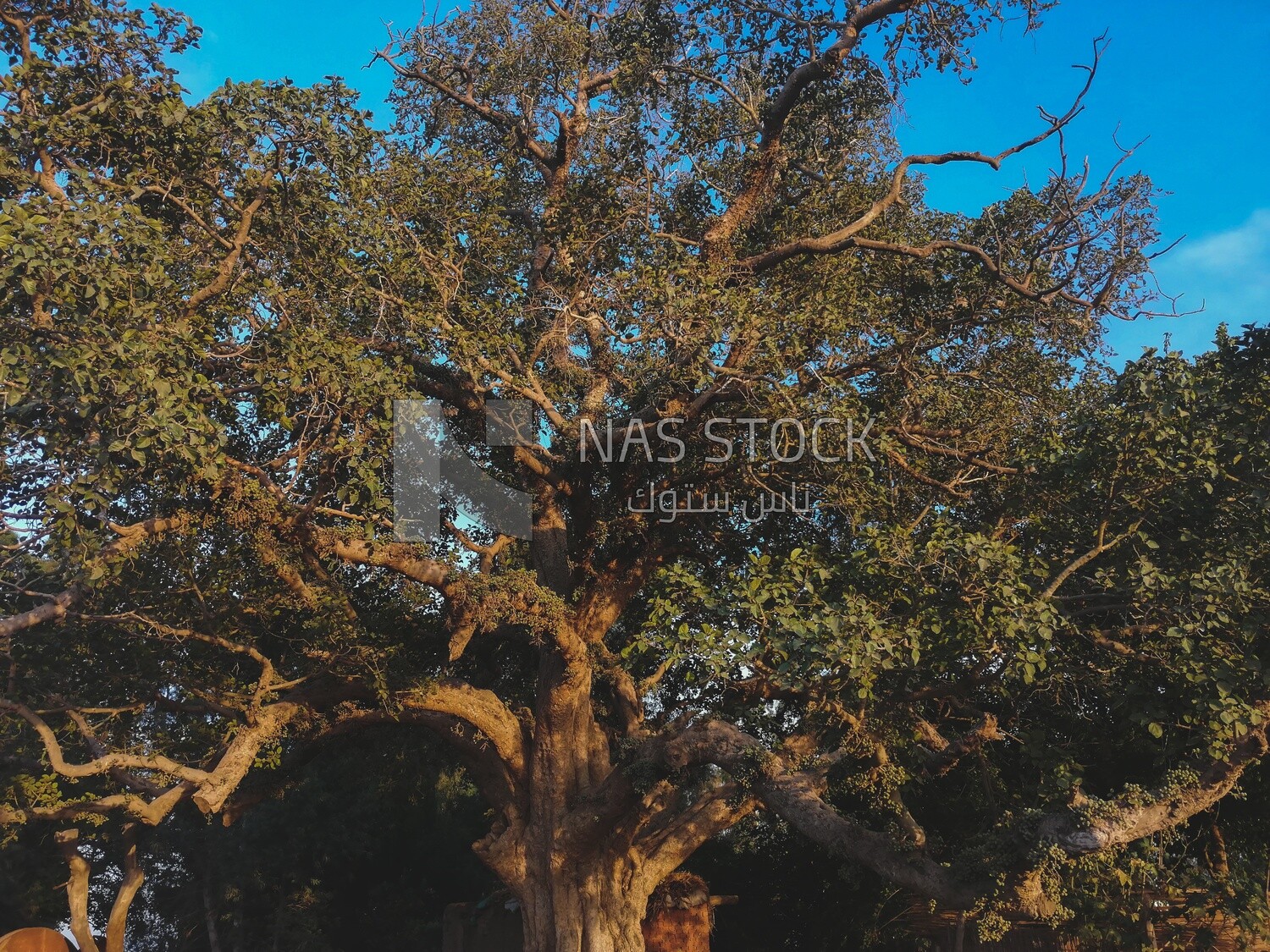 Tree on a field,  Farmland, rural life, farm trees, and green plants, farm fields, trees and crops, farmland, a scenic landscape