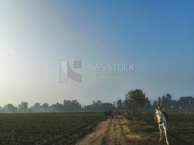 View of an Egyptian field with a horse and a donkey