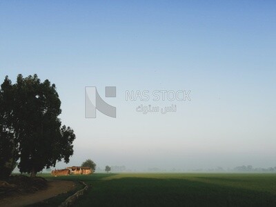 View of a field in foggy weather, farm trees, and green plants, farm fields, trees and crops, farmland, a scenic landscape