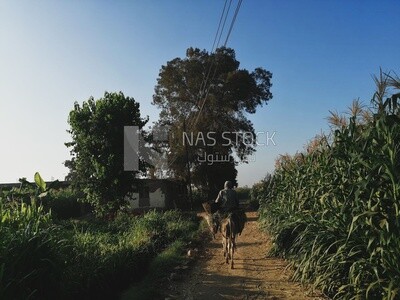 Farmer riding a donkey walks on a rural road, farm trees, and green plants, farm fields, trees and crops, farmland, a scenic landscape