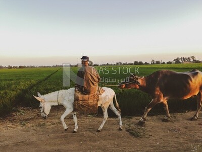 Farmer riding a donkey with cows following him walks on a rural road, farm trees, and green plants, farm fields, trees and crops, farmland, a scenic landscape