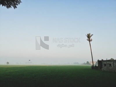 View of a field in foggy weather, farm trees, and green plants, farm fields, trees and crops, farmland, a scenic landscape