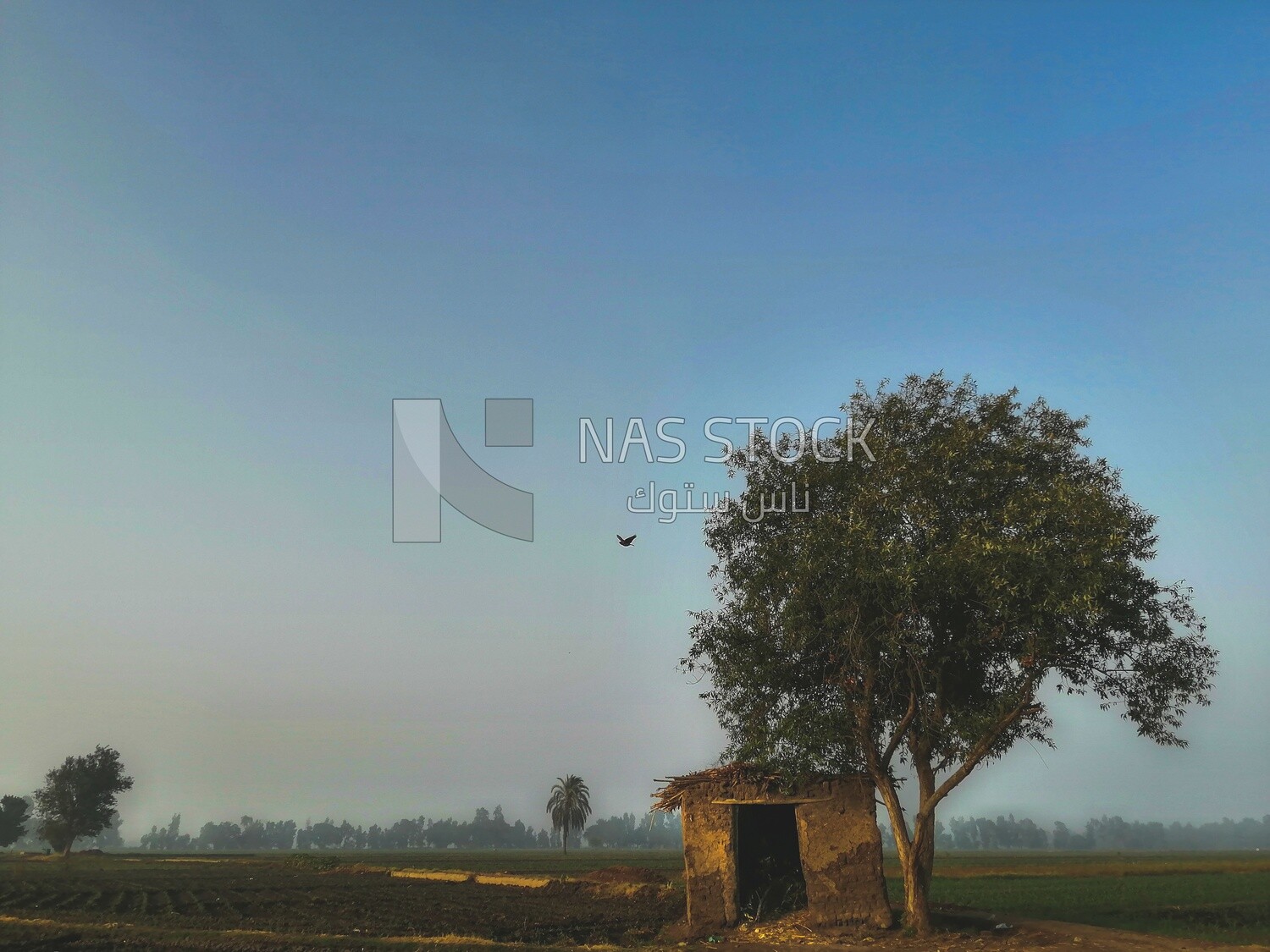 House beside a tree in a field, rural life, farm trees, and green plants, farm fields, trees and crops, farmland, a scenic landscape