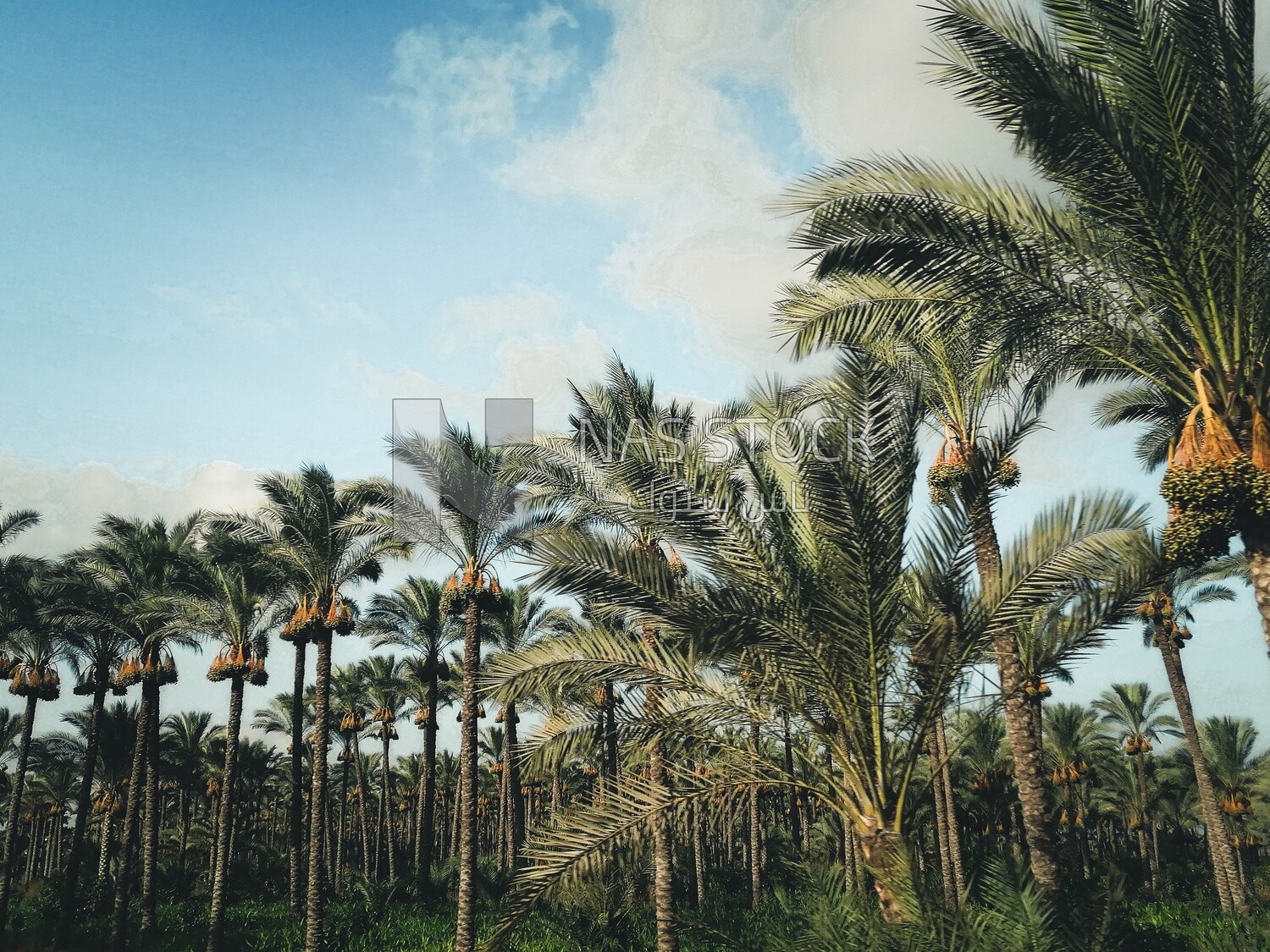 View of palm trees on a grassy field, green agricultural lands, trees, and agricultural crops
