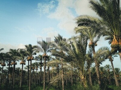 View of palm trees on a grassy field, green agricultural lands, trees, and agricultural crops