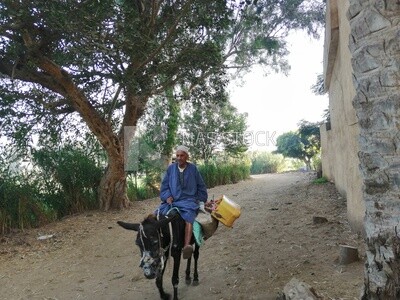 Farmer riding a donkey walks on a rural road, farm trees, and green plants, farm fields, trees and crops, farmland, a scenic landscape