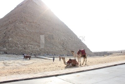Tow camels