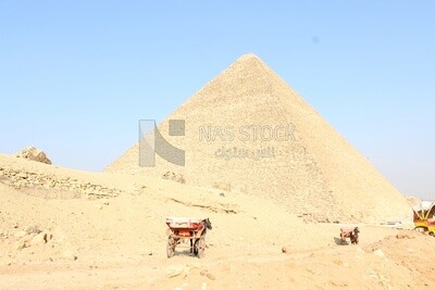 Horses carts