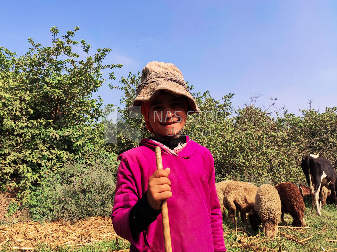 Young girl working in sheep herding