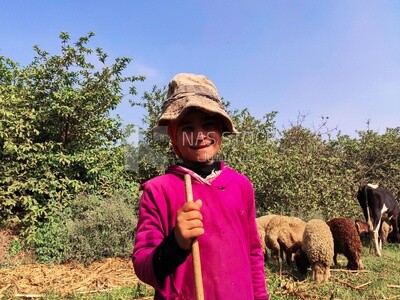 Young girl working in sheep herding