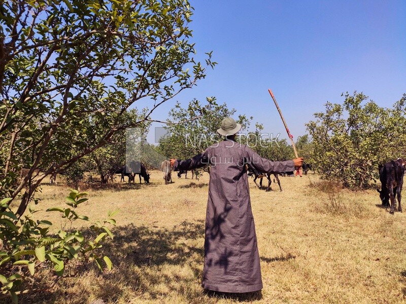 Shepherd grazes his cows