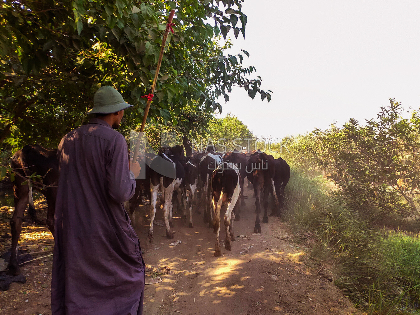 Shepherd grazes his cows