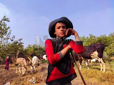 Young boy works in the craft of sheep herding