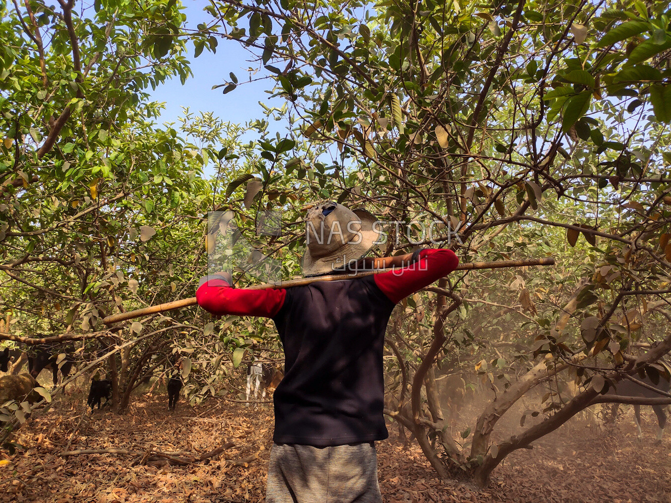 Young man standing among the trees
