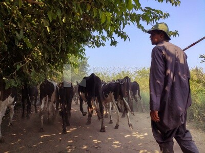 Shepherd grazes his cows