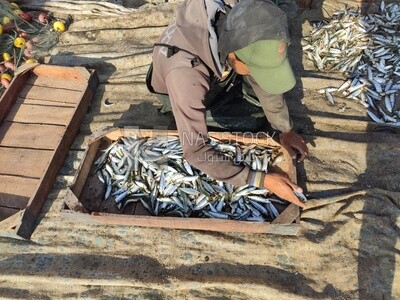 Egyptian fisherman collects fish after fishing