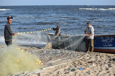Egyptian fishermen collect fish after fishing near the El-Max Lighthouse in the Alexandria Sea, Egypt