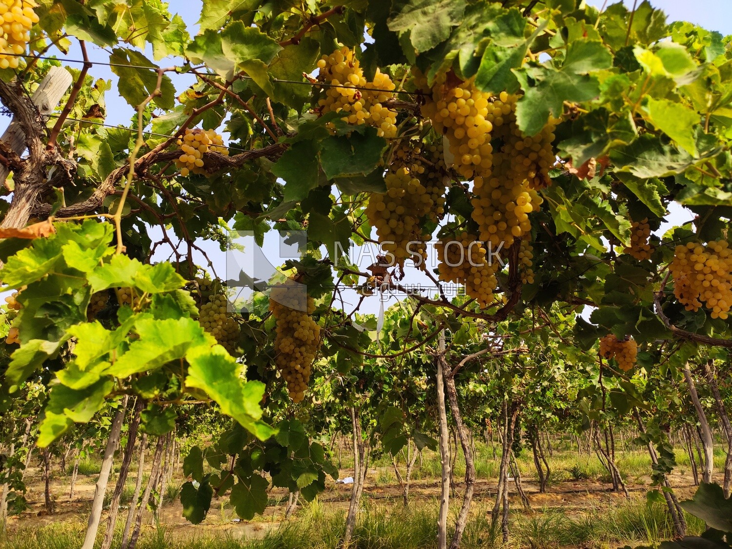Clusters hanging from grapevines