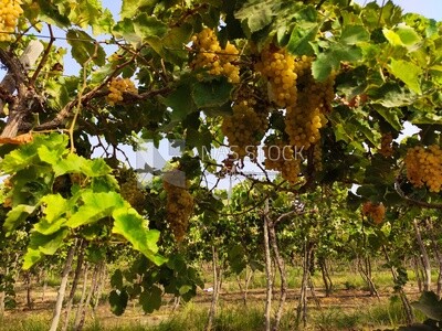 Clusters hanging from grapevines