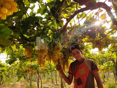 Young farmer taking a photo with bunches of grapes