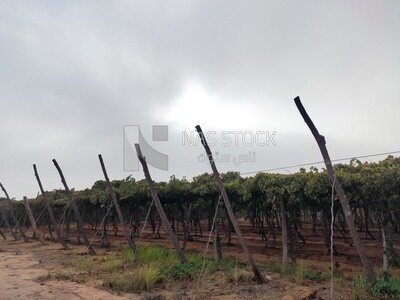 Rows Of Trellis Dried Vines