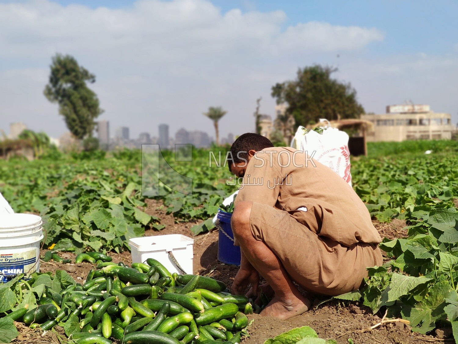 Egyptian farmer collects cucumbers from agricultural land