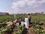 Farmers harvesting agricultural land