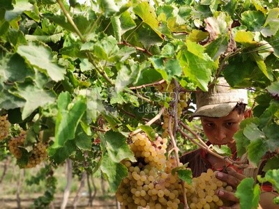 Farmer picking and harvesting grapes