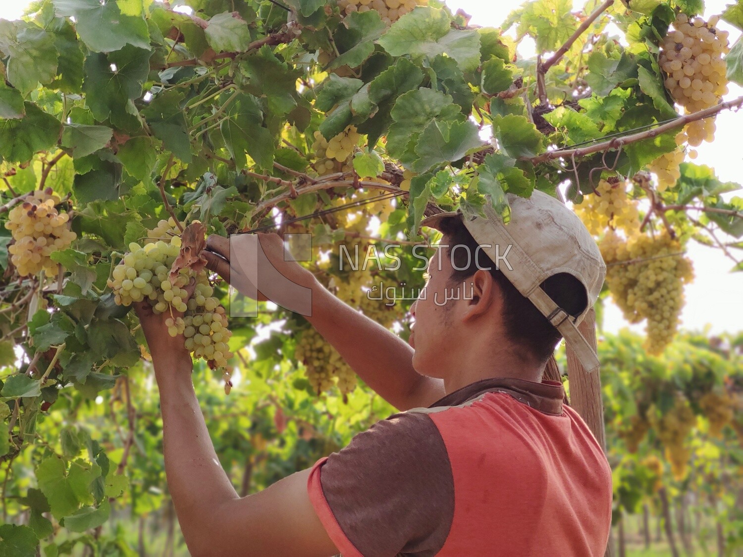 Farmer picking and harvesting grapes